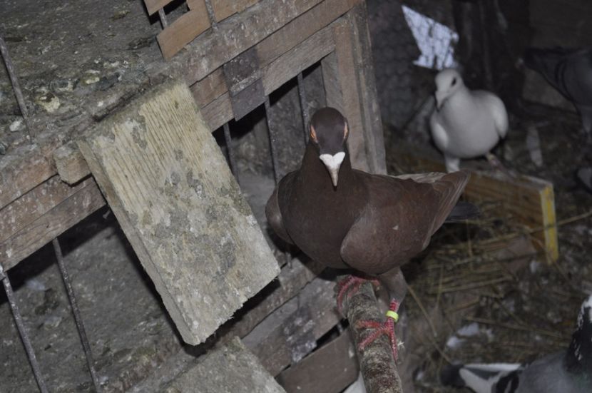 MASCUL VOIAJOR STIL VECHI 2016 - ACHIZITI NOI