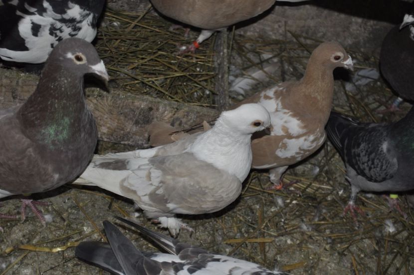 _DSC0305 - ACHIZITI NOI