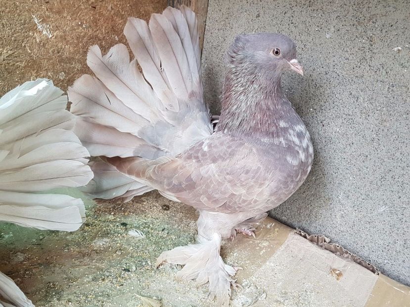 acelasi - Voltati indieni