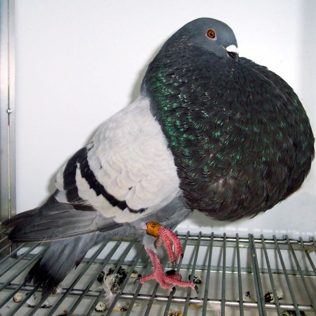 gaditano - Gusat Gaditano