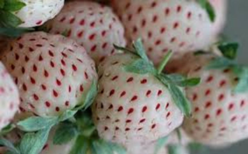 Capsuni cu gust de ananas - Capsuni Alb Pineberry