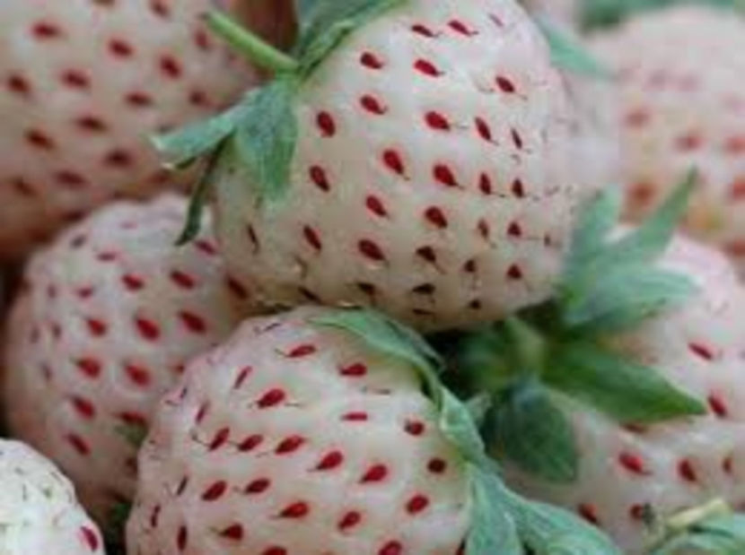 Capsuni - Capsuni Alb Pineberry