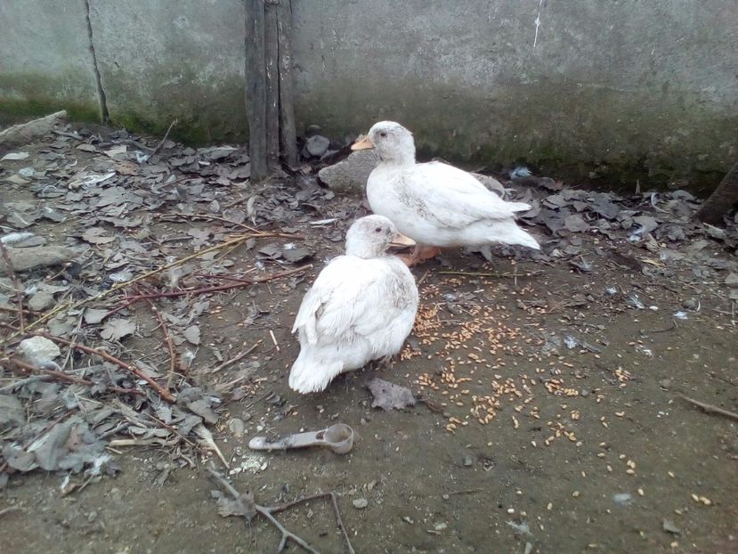 Am crescut 02,03,2017 - Rate pitice