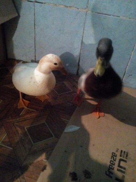  - rate pitice olandeze