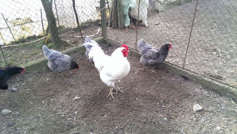  - Jersey Giants alb si albastru 2017