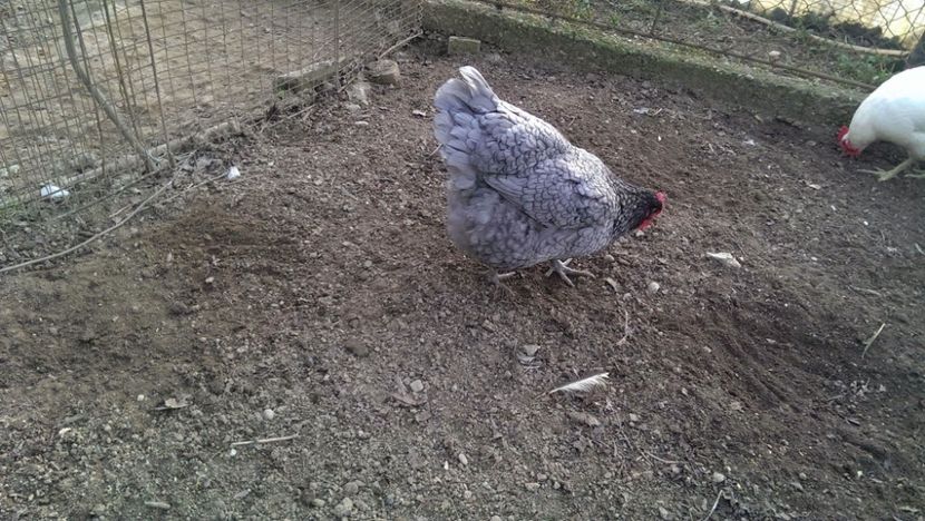  - Jersey Giants alb si albastru 2017