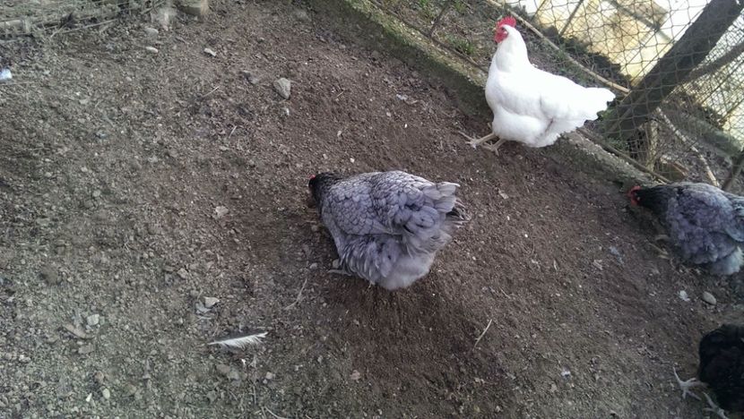  - Jersey Giants alb si albastru 2017