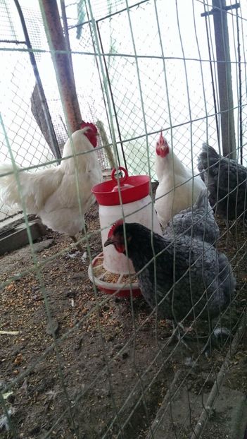  - Jersey Giants alb si albastru 2017