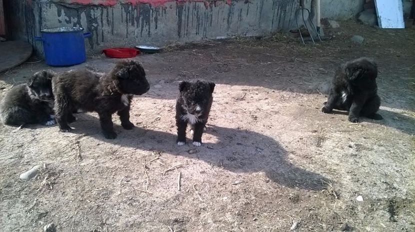  - 05 Catel de intors