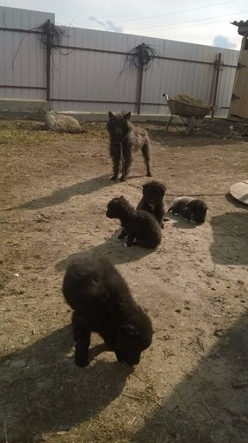  - 05 Catel de intors