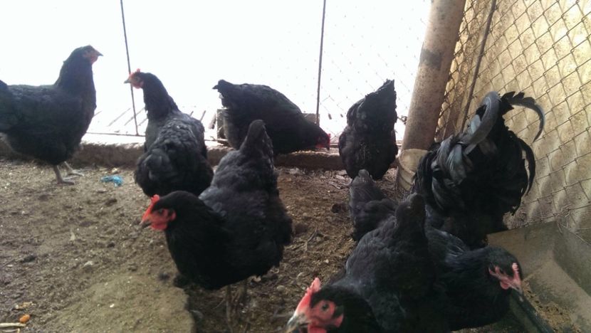  - Jersey Giants negru 2017