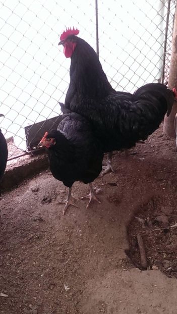  - Jersey Giants negru 2017