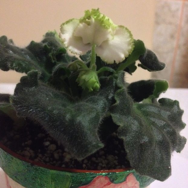 LE - Fuksievoe Kruzhevo -sport - violete