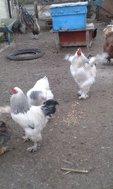  - brahma herminat deschis