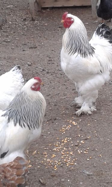  - brahma herminat deschis