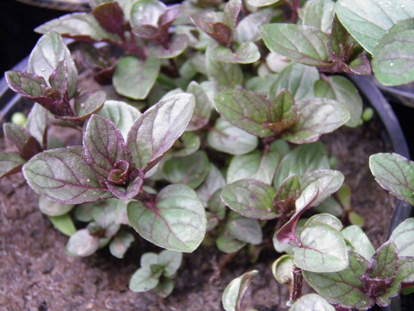 chocolate-mint - Menta Cu Gust De Ciocolata