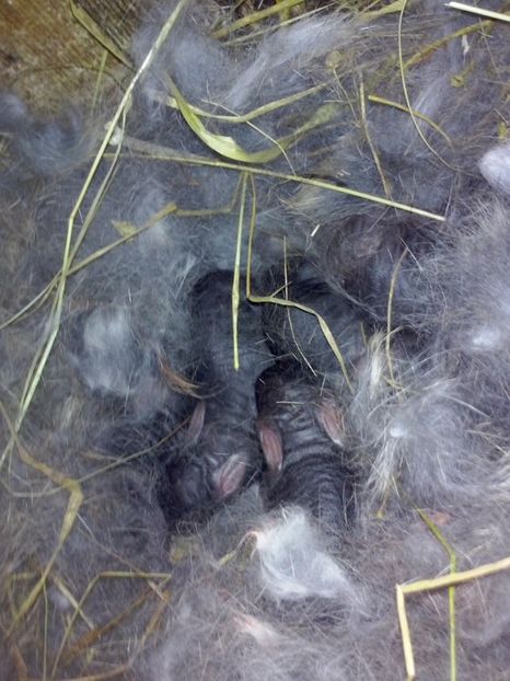 6 puisori - 4 cuib 7 03 1017