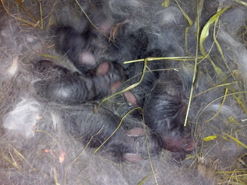 Tot noi - 4 cuib 7 03 1017