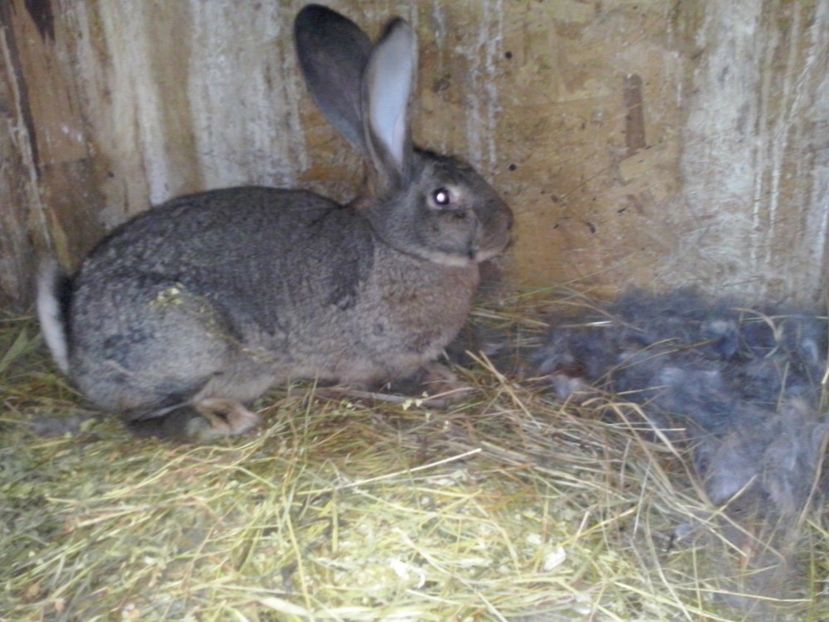 Mami - 4 cuib 7 03 1017