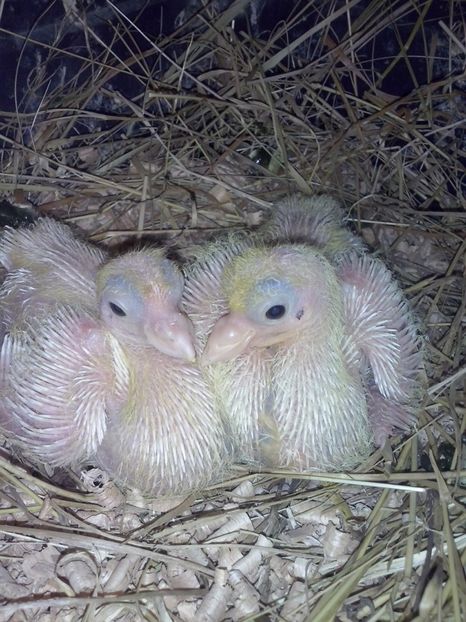 CAM00301 - Pui siberieni 2017