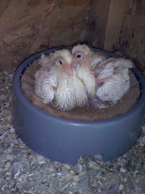 CAM00334 - Pui siberieni 2017