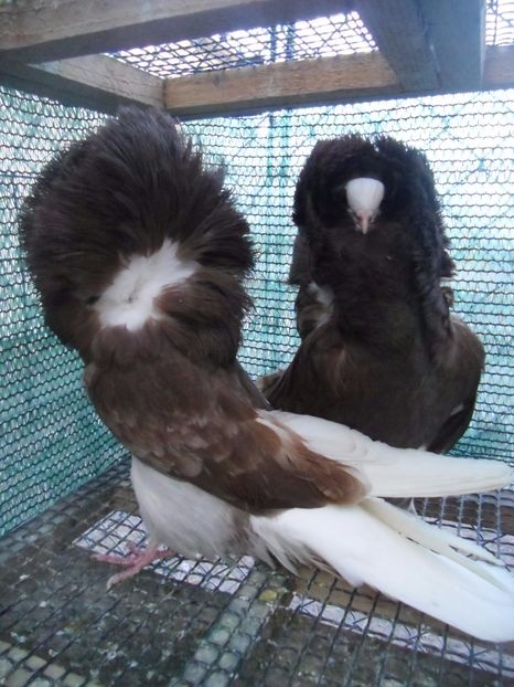 CIMG8982 - a gulerati iacobini