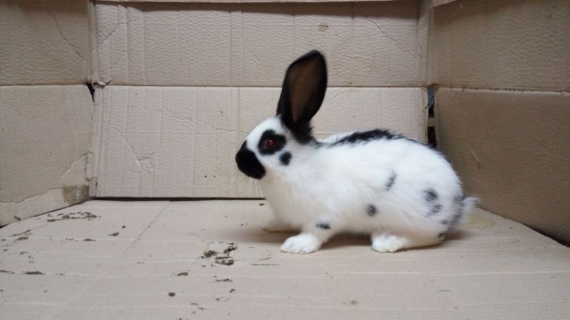  - Mascul 1-4 Ro20-1713