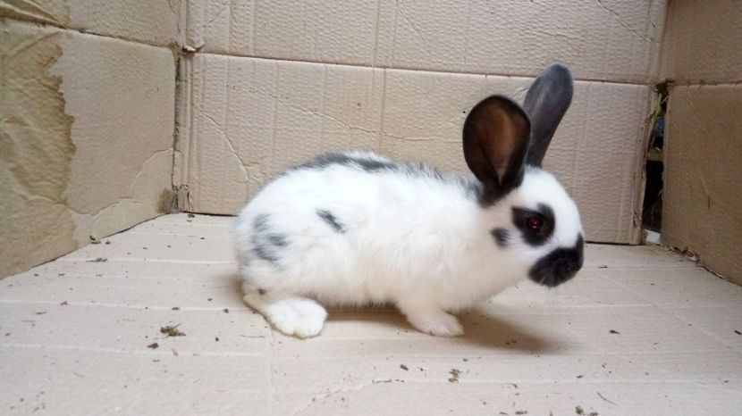  - Mascul A 1-Ro20-1724