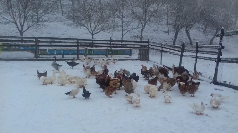  - Curci Bibilici Rate Gaini