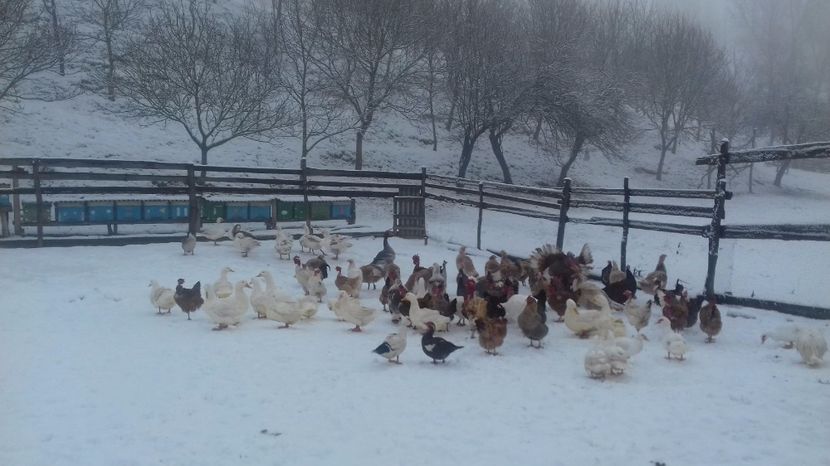  - Curci Bibilici Rate Gaini