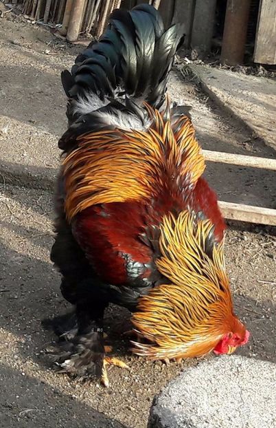 potarnichiu martie 17 - B__Brahma Potarnichiu