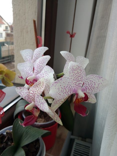  - florile mele dragi