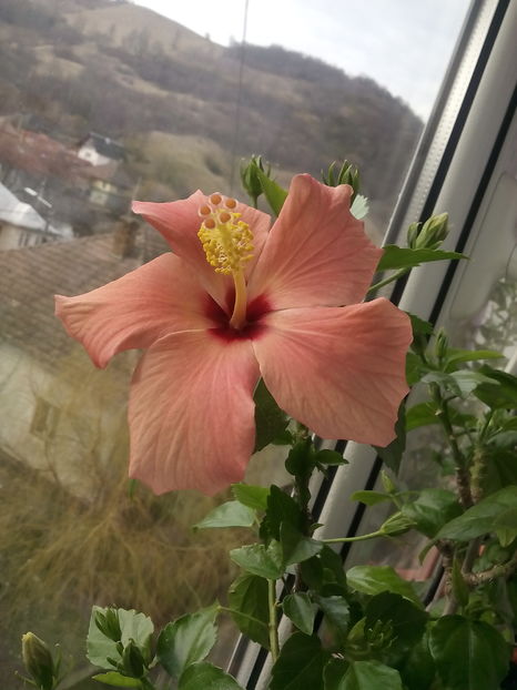  - Hibiscus Cairo Apricot