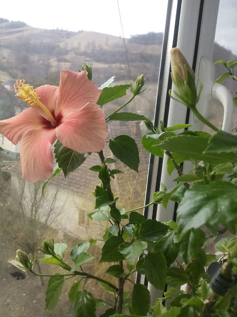  - Hibiscus Cairo Apricot