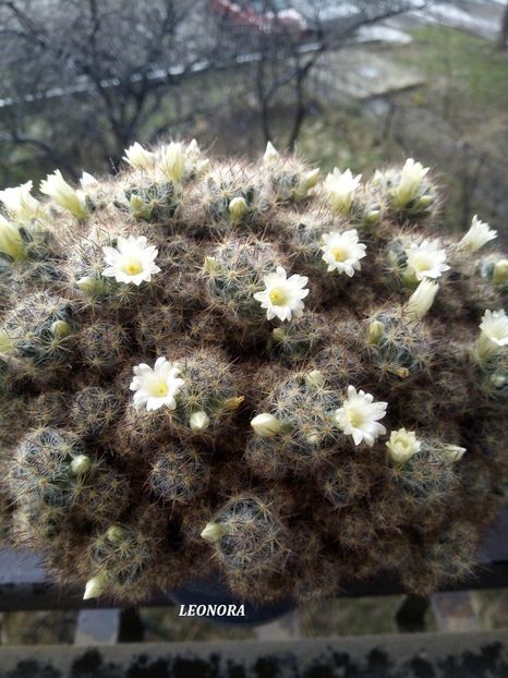 mammillaria prolifera - Cactusi si suculente