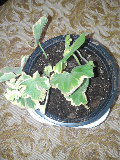  - Noi chiriasi sositi 2017