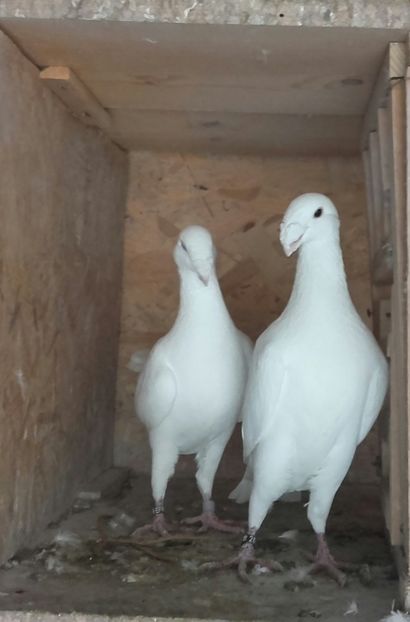 20170308_123851-1 - Amintiri frumoase