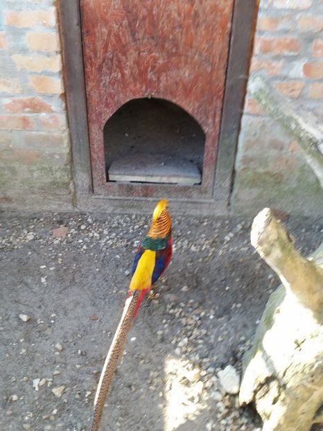  - fazani auriu pe rosu