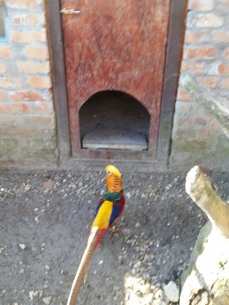  - fazani auriu pe rosu