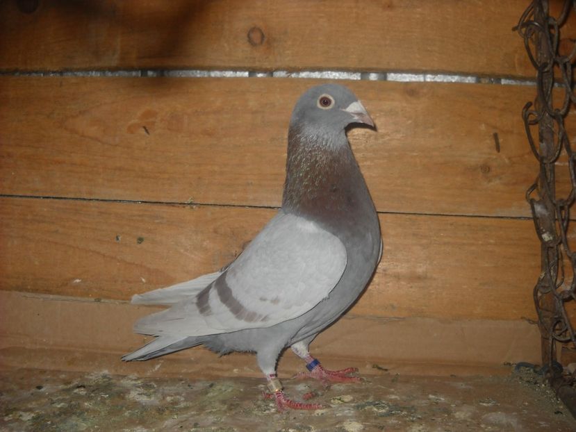 M.2014 - PORUMBEI VANDUTI