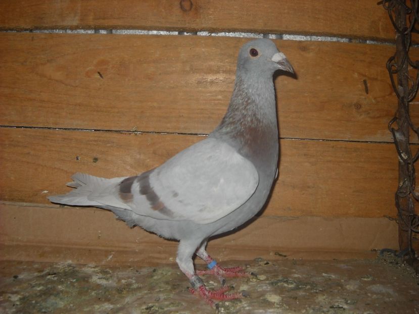 M.2015 - PORUMBEI VANDUTI
