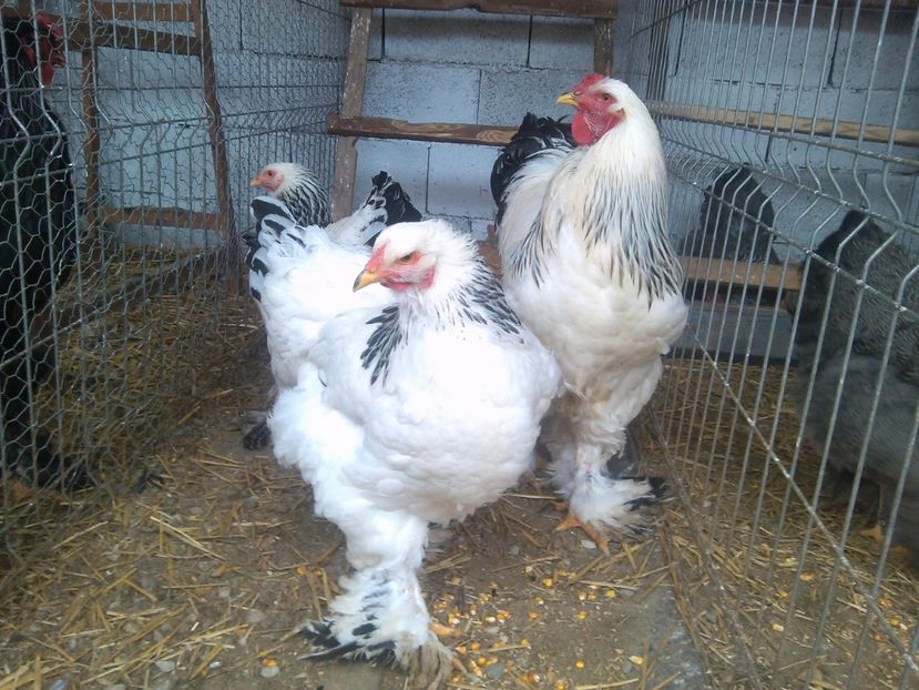 cata 084 - Brahma herminat deschis