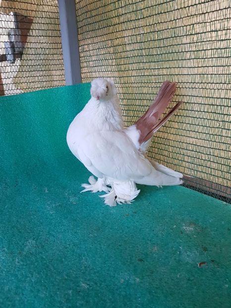  - Drum spre coada rosie1