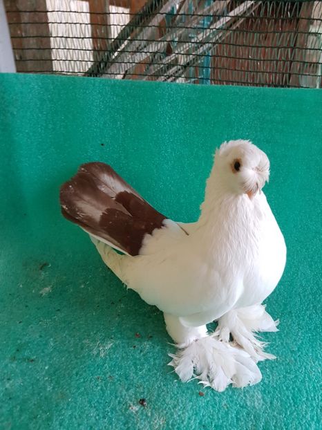 M 2012 - Drum spre coada rosie1