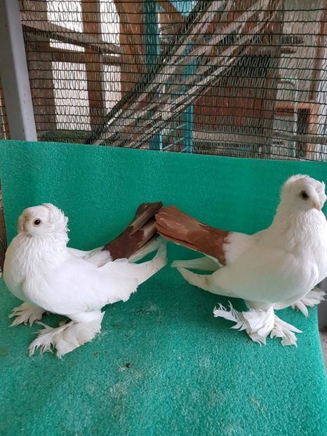  - Drum spre coada rosie1