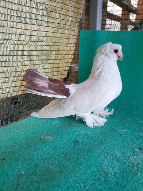  - Drum spre coada rosie1