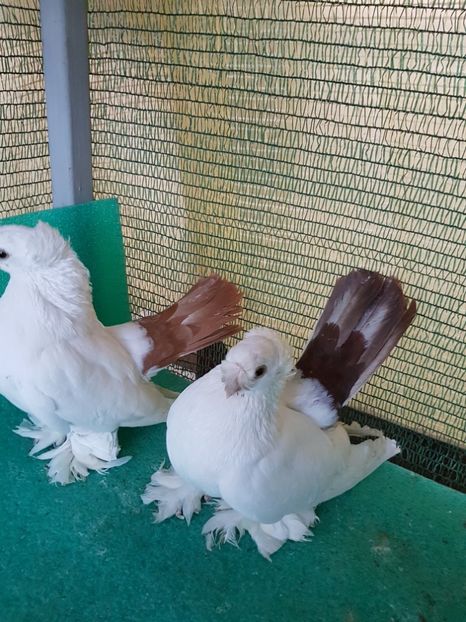  - Drum spre coada rosie1