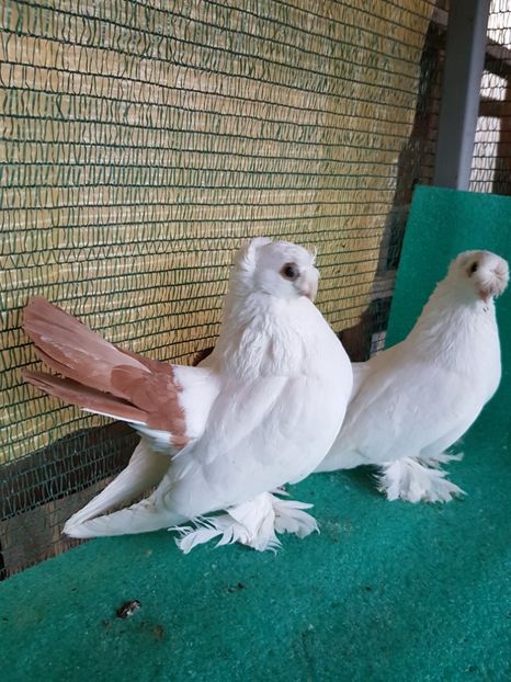  - Drum spre coada rosie1