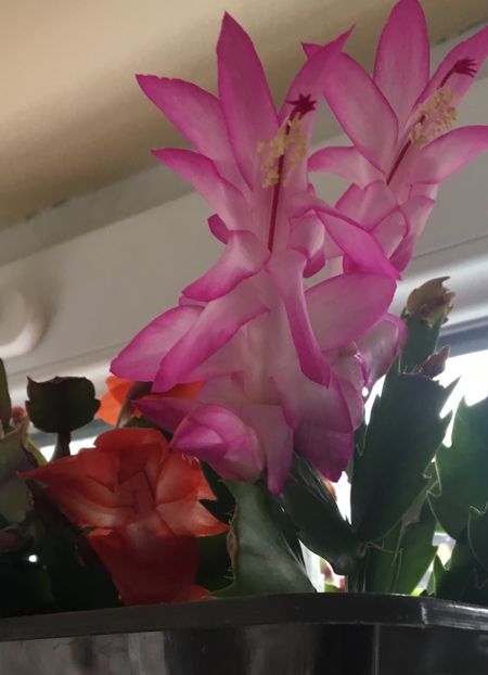  - Schlumbergera 2017