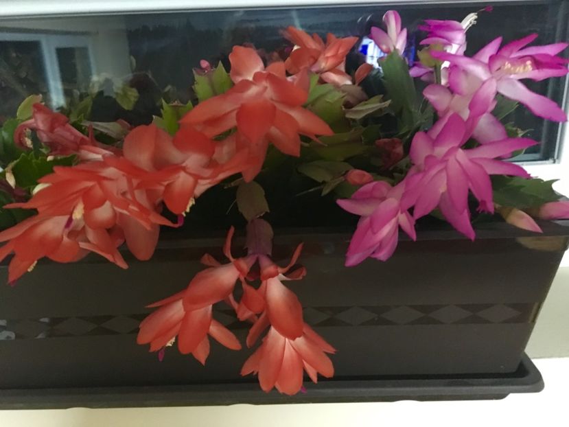  - Schlumbergera 2017